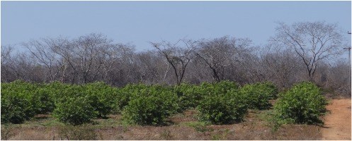 1-s2.0-S0264837720306128-ga1.jpg