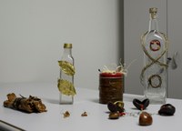 Mulheres aprendem jeito alternativo de usar a  floresta  