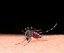 Mosquito