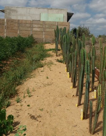 Plantação de Mandacaru