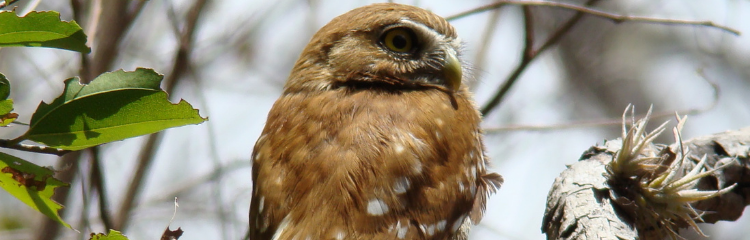 Caburé. Nome científico - Glaucidium brasilianum. Foto de Helder Araujo