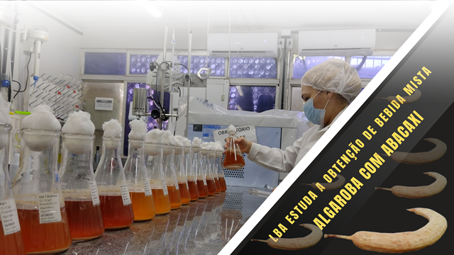 A Universidade Federal da Paraíba (UFPB), por meio do Laboratório de Análises e Pesquisas de Bebidas Alcoólicas (LBA), estuda a obtenção de aguardente mista de algaroba, tendo como adjunto abacaxi.