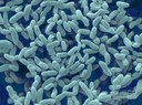 Acetobacter