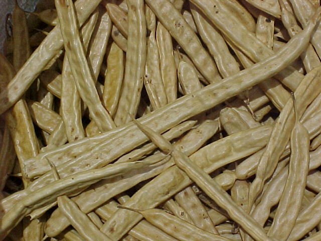 Vagens da algarobeira