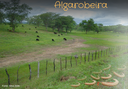 Algarobeira