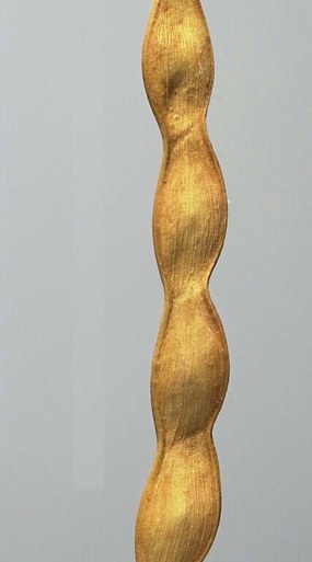 P. articulata