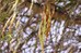 P. cinerária