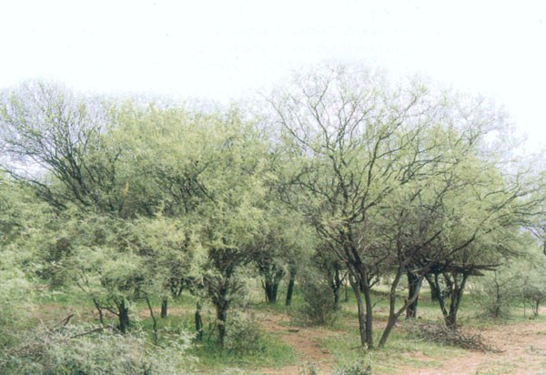 P. pugionata