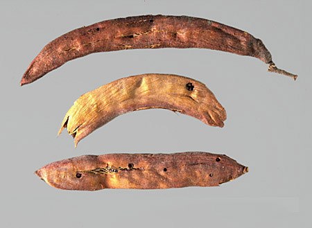 P. palmeri