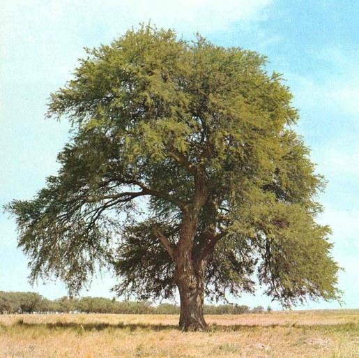 P. vinalillo