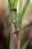 saccharum_spontaneum_flower.jpg