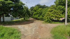 Árvores nativas_Rua Rui Costa_Altiplano.png