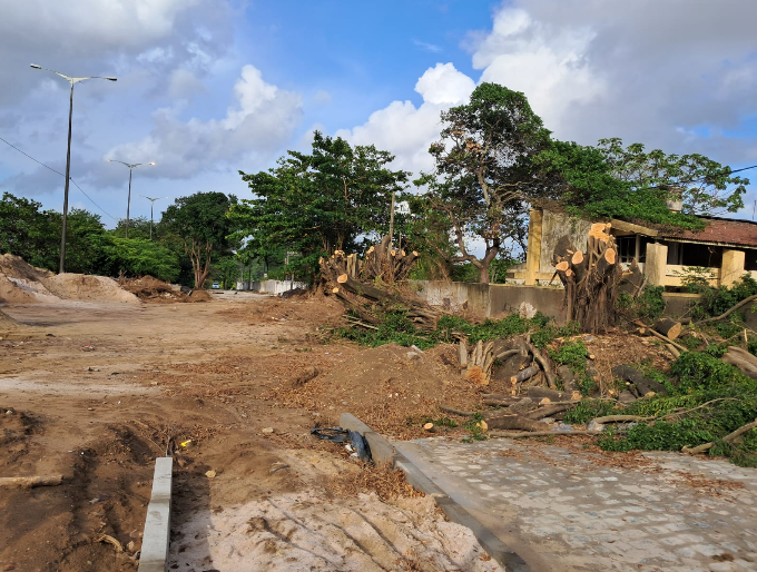 Derruba Árvores_Rua Rui Costa_Altiplano.png