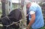 Veterinário Ambulante