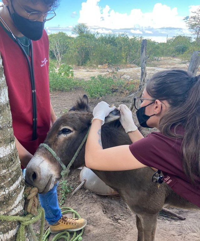 Extensionistas atuam promovendo bem-estar de equídeos. Imagem cedida pela equipe. Extensionistas atuam promovendo bem-estar de equídeos. Imagem cedida pela equipe.