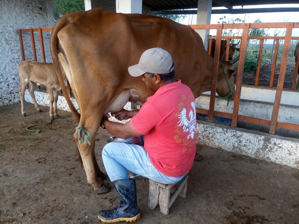 Processo de ordenhamento no sítio 'Rancho da Serra' em Bananeira - PB. Imagem de arquivo pessoal cedida pela equipe de extensão. 