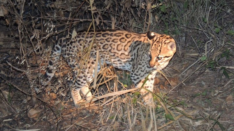 Três em cada quatro comunidades de mamíferos não-voadores da caatinga perderão espécies até 2100, aponta pesquisa da UFPB