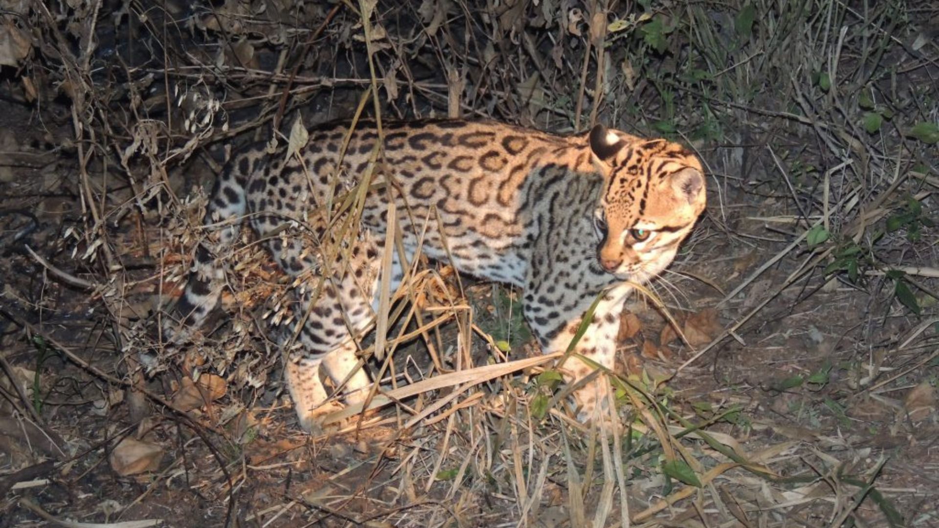 Três em cada quatro comunidades de mamíferos não-voadores da caatinga perderão espécies até 2100, aponta pesquisa da UFPB