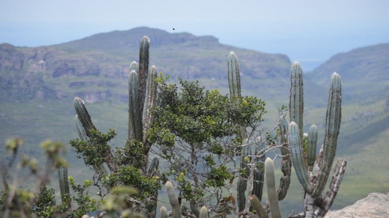 UFPB desenvolve pesquisa para reverter a trajetória de degradação ambiental e pobreza na Caatinga UFPB desenvolve pesquisa para reverter a trajetória de degradação ambiental e pobreza na Caatinga