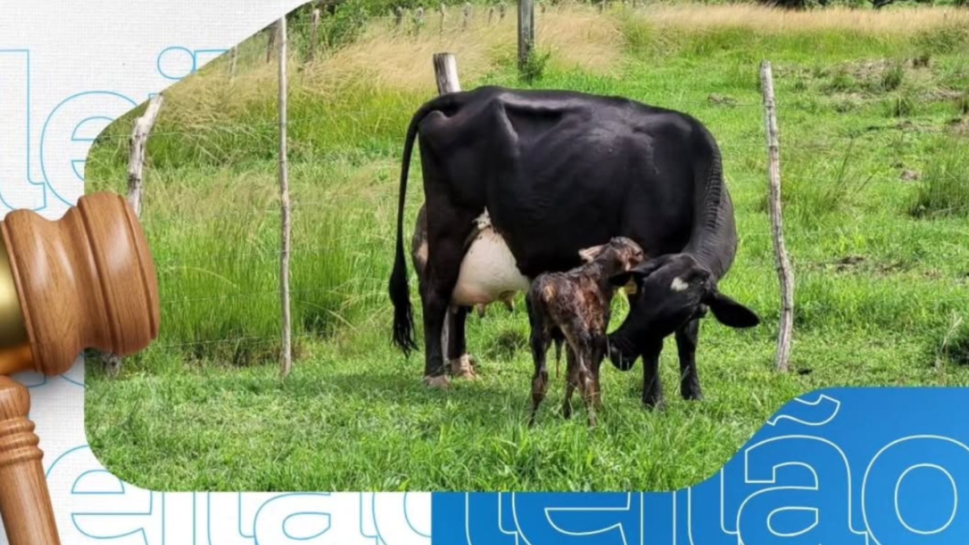 Leilão Exclusivo CCHSA/LABOV Leilão Exclusivo CCHSA/LABOV