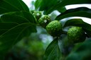 ALUNA DA UFPB DESENVOLVE MÉTODO PARA EXTRAIR PÓ DA FOLHA DE PLANTA COM PROPRIEDADES MEDICINAIS