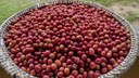 Café Agroecológico da UFPB fortalece agricultura familiar no Brejo paraibano
