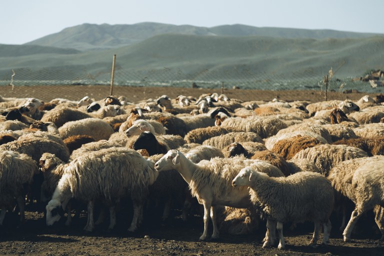 CAMPUS DE AREIA DA UFPB SEDIA SIMPÓSIO SOBRE SAÚDE ANIMAL APLICADA A CABRAS E OVELHAS CAMPUS DE AREIA DA UFPB SEDIA SIMPÓSIO SOBRE SAÚDE ANIMAL APLICADA A CABRAS E OVELHAS