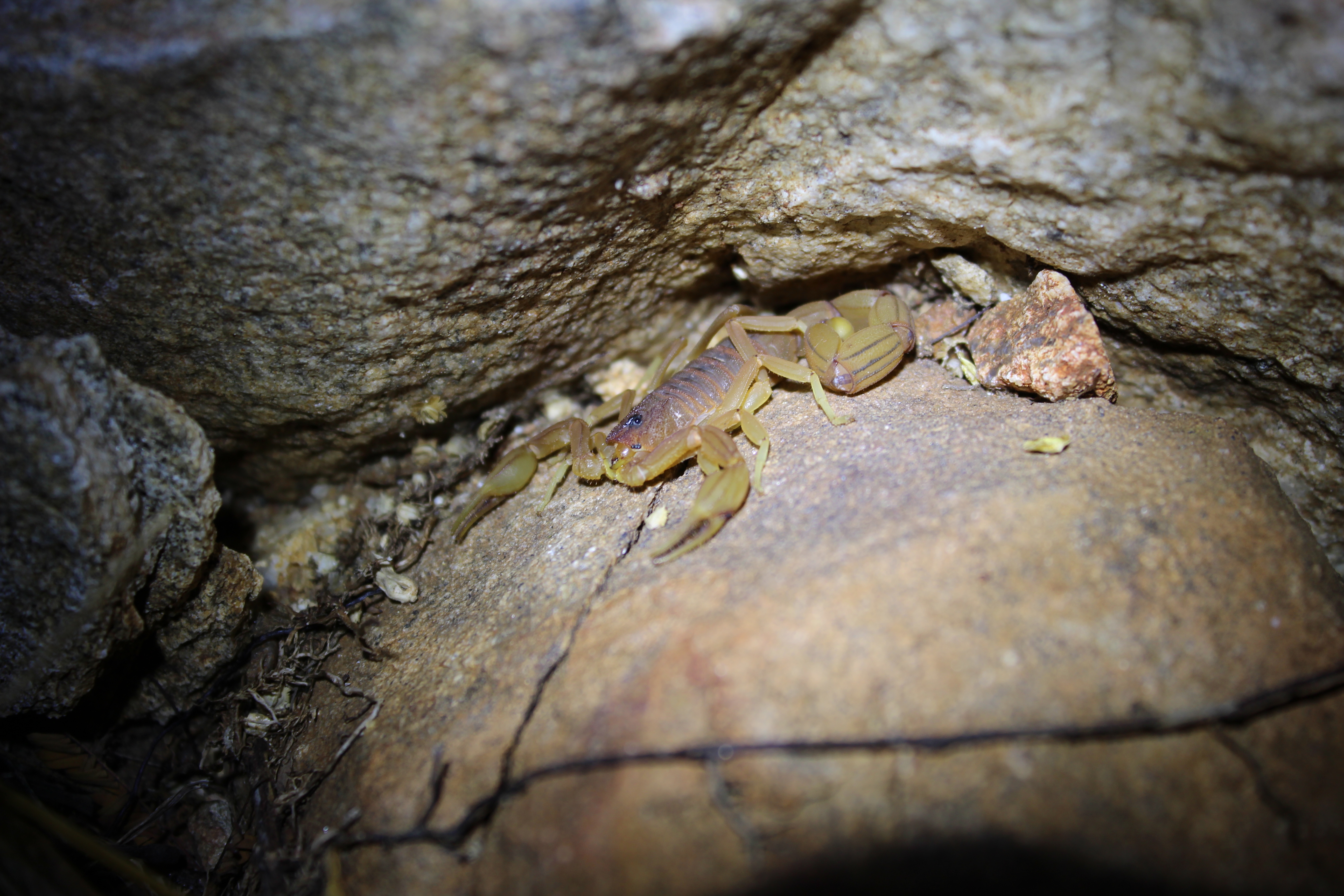 CIATOX DE JOÃO PESSOA OFERECE SERVIÇO DE INFORMAÇÃO SOBRE ATENDIMENTOS EM ACIDENTES COM ANIMAIS PEÇONHENTOS Foto: Welton Dionisio