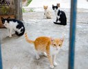 CONTROLE POPULACIONAL E AÇÃO CONTRA O ABANDONO DE ANIMAIS É TEMA DE PALESTRA GRATUITA NA UFPB