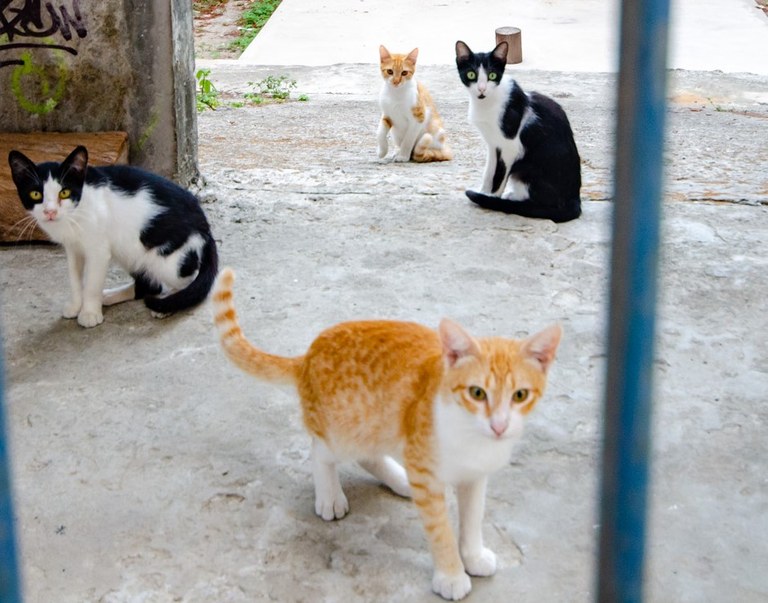CONTROLE POPULACIONAL E AÇÃO CONTRA O ABANDONO DE ANIMAIS É TEMA DE PALESTRA GRATUITA NA UFPB CONTROLE POPULACIONAL E AÇÃO CONTRA O ABANDONO DE ANIMAIS É TEMA DE PALESTRA GRATUITA NA UFPB