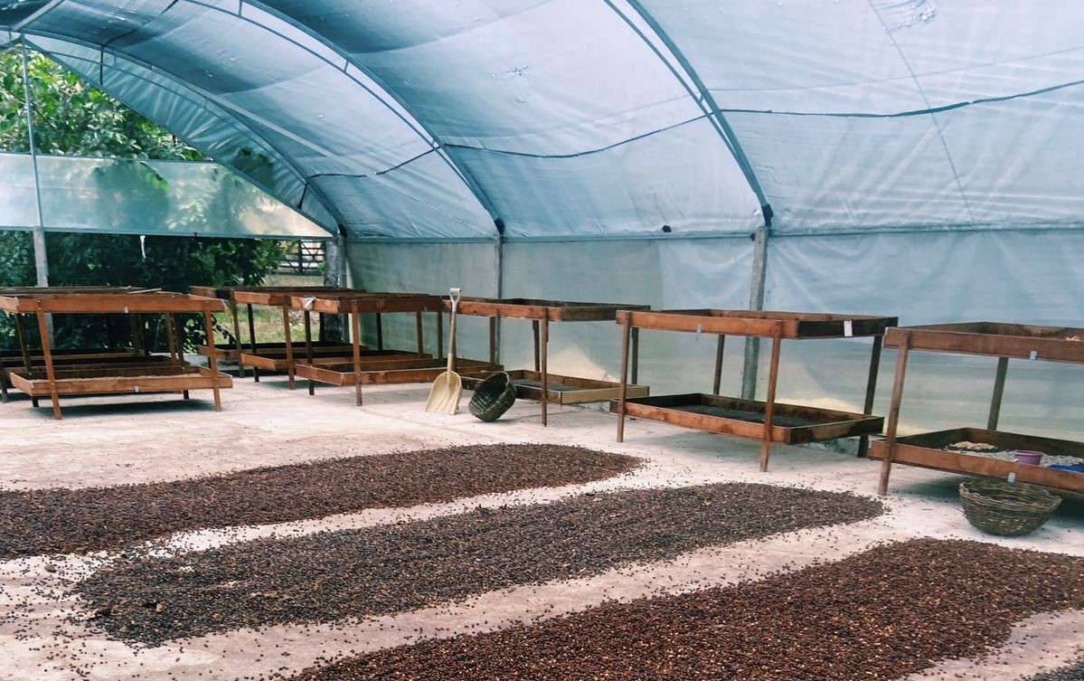 Estudo da UFPB constata elevado potencial antioxidante da casca do café orgânico Foto: Taliana Bezerra