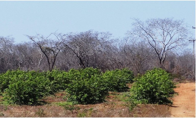 ESTUDO DA UFPB E MAIS DUAS UNIVERSIDADES REVELA QUE RESTAM APENAS 11% DA COBERTURA VEGETAL NATURAL DA CAATINGA ESTUDO DA UFPB E MAIS DUAS UNIVERSIDADES REVELA QUE RESTAM APENAS 11% DA COBERTURA VEGETAL NATURAL DA CAATINGA