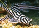 Estudo da UFPB revela comércio ilegal de peixes ornamentais no Facebook