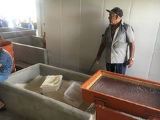 O Plano de Desenvolvimento do Arranjo Produtivo da Mandioca é uma das ações do Idep/UFPB. Foto: Divulgação