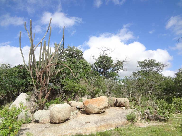 Pesquisa da UFPB revela que Cabaceiras, o município mais seco do Brasil, já teve um ambiente muito mais úmido Pesquisa da UFPB revela que Cabaceiras, o município mais seco do Brasil, já teve um ambiente muito mais úmido
