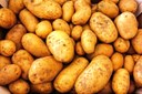 Pesquisadores da UFPB criam produto à base de batata inglesa para tratar úlcera no estômago