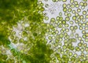 Pesquisadores da UFPB criam técnica eficiente e de baixo custo para extração de óleo e bioativos de microalgas