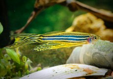 O peixe, agora produzido em biotério da UFPB, apresenta semelhanças com humanos e tem sido imprescindível para estudos sobre drogas e remédios anticâncer. Crédito: Reprodução/DICYT/Autor Desconhecido