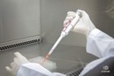 PESQUISADORES DA UFPB TESTAM ESTEROIDE OUABAÍNA CONTRA O ZIKA VÍRUS
