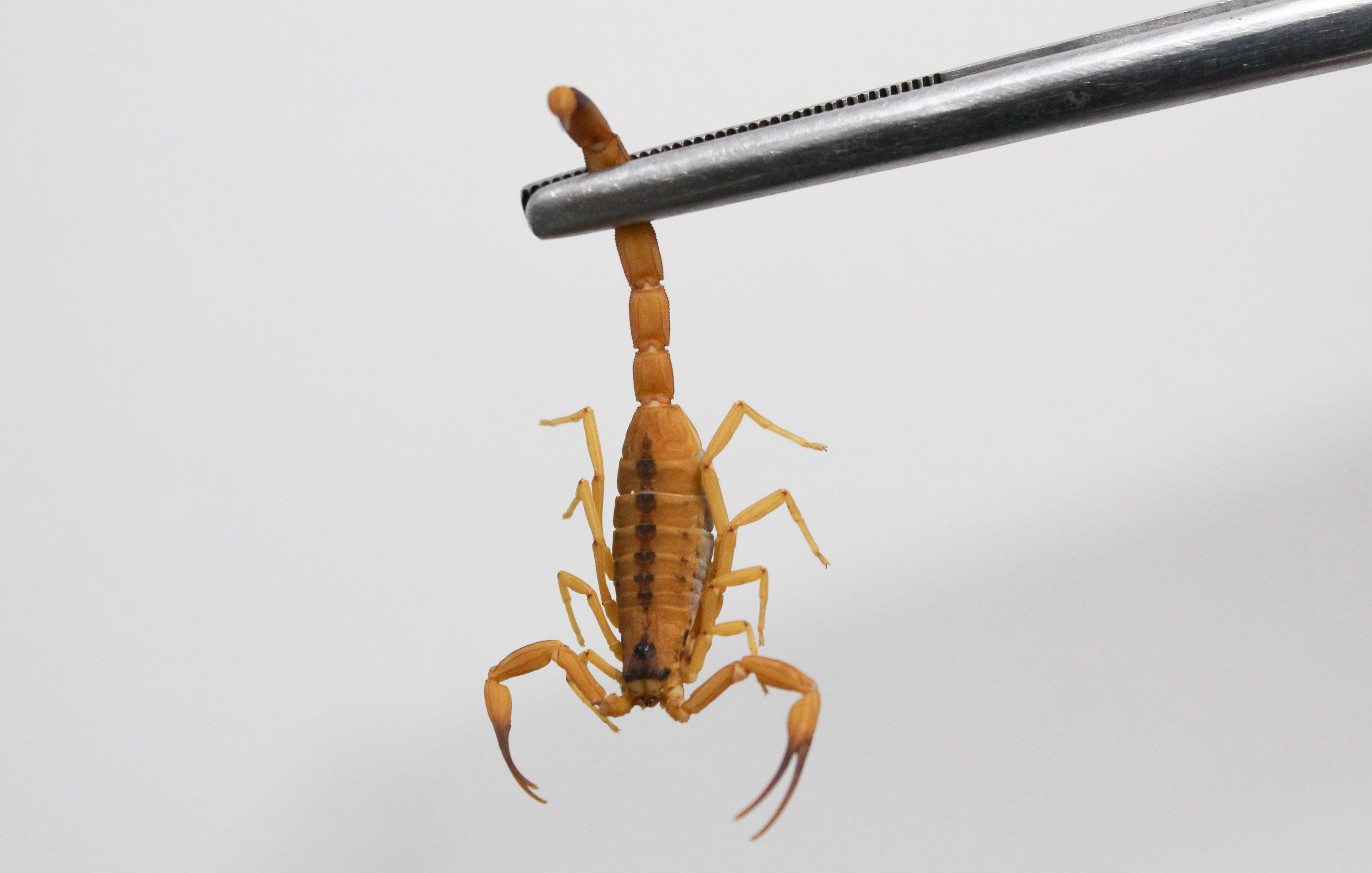 Projeto da UFPB firma parceria com Centro de Zoonoses para prevenção de acidentes com escorpiões Foto: Welton Dionisio