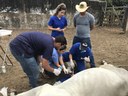 PROJETO DE EXTENSÃO DA UFPB LEVA ASSISTÊNCIA VETERINÁRIA GRATUITA A PRODUTORES RURAIS
