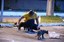Projeto na UFPB promove bem-estar de animais no campus João Pessoa