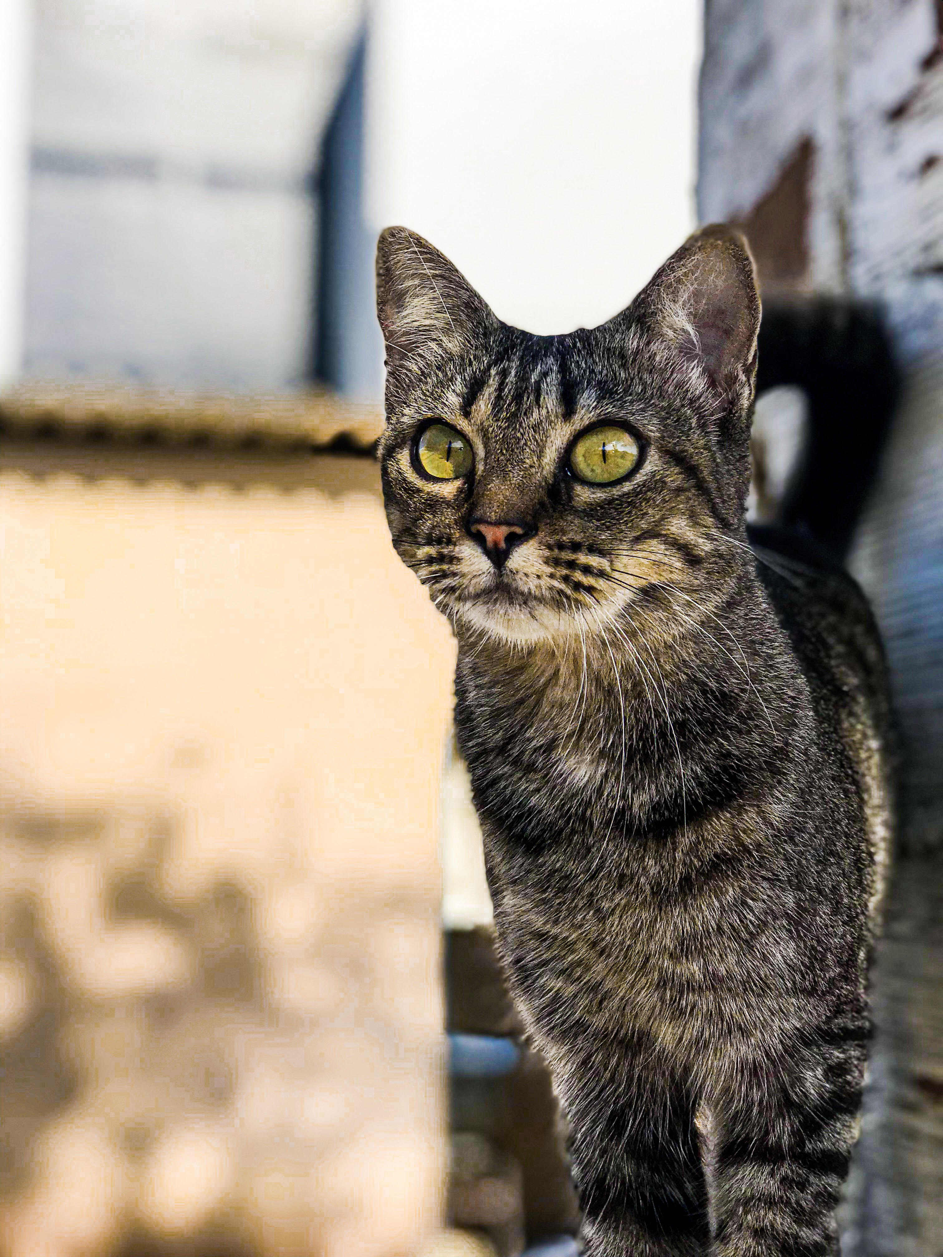 UFPB OFERTA PELO SEGUNDO SEMESTRE CONSECUTIVO A DISCIPLINA DIREITO ANIMAL NO CURSO DE DIREITO Foto: Hugo Leonardo